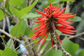 Image result for Erythrina × coddii