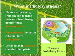 Maybe you would like to learn more about one of these? Photosynthesis Chapter 1 Lesson 3 Ms Schiavone In This Lesson We Will Demonstrate How All Living Things Rely On The Process Of Photosynthesis To Obtain Ppt Download