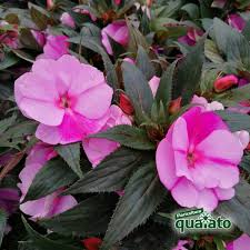 Sbocciano, di solito, in tarda. Fiori Da Balcone Soleggiato Le Varieta Piu Belle Floricoltura Quaiato