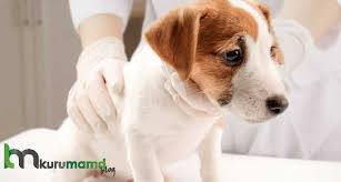 kopekler neden kusar kusmaya ne iyi gelir nasil onlenir evcil hayvan blogu