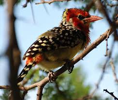 Birding Tanzania Birds Of Tanzania Tanzania Pet Birds Bird