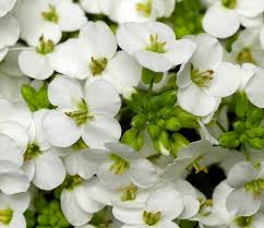 Image result for Arabis