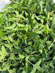 Image result for Mentha spicata