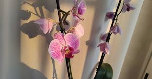 36 centimetri foglia di durata: Orchidea Phalaenopsis Come Prendersene Cura A Casa Ciclamino It