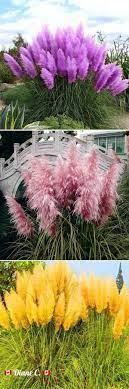 Purple Pampas Grass Garden Bonsai Very Striking Plants Grasses Garden Purple Pampas Grass