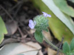 Image result for Nelsonia canescens
