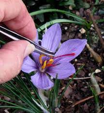 Pin On Gardening