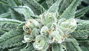 Medical Marijuana Operators Ready to Light Up