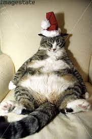Pin On Pets Dress Up