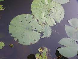 Maybe you would like to learn more about one of these? Bugs Eating My Lily Pads