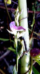 Image result for Galactia striata