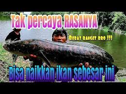 Namun, yang sering dipelihara oleh beberapa orang adalah jenis channa striata albino, karena memiliki warna yang menarik sekaligus unik. Tak Percaya Rasanya Saya Bisa Narik Toman Sebesar Ini Toman Raksasa Youtube Tuhan