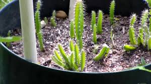 Dragon Fruit Growth Finally Youtube