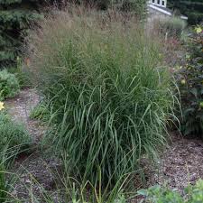Image result for Panicum repentellum