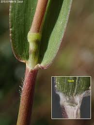 Image result for Eriochloa meyeriana