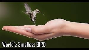 This is believed to be the lowest weight limit for any warm. Worlds Smallest Bird Hummingbird Youtube