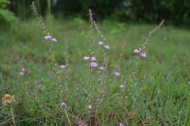 Image result for Micrargeria