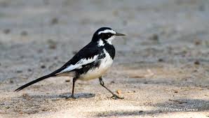 African Pied Wagtail In 2020 Northern Cape Northern Tours