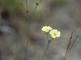 Image result for Limeum sulcatum