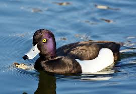 Check spelling or type a new query. White Black Duck Water Violet Duck Small Mountain Duck Bird Ducky Piqsels