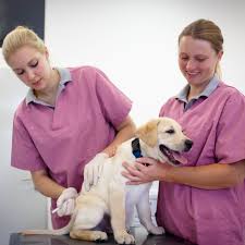 Puppy vaccines are essential for allowing your dog to have a long and healthy life. Puppy Vaccination Side Effects