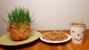 In jurul sarbatorii de sf. Trei Metode Simple De Pus Graul La IncolÈ›it De Sf Andrei Youtube