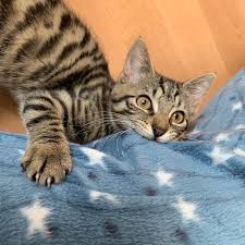 Mila Beisst Hier Gerade Voller Genuss In Meine Schlafanzughose Diese Kleine Verruckte Nudel Wird Mir Fehlen Die Adventszeit Ha Katzen Fotos Tier Fotos Tiere