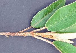 Image result for Croton gratissimus