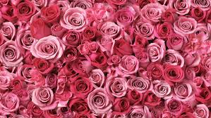 30 Special Rose Color Meanings - Beautiful Flowers For Valentine'S Day