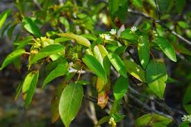 Image result for Croton polytrichus