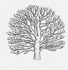 Yellow veins are prominent in the leaves. Branch American Sycamore Western Sycamore Tree Drawing Tree Pencil Leaf Png Pngegg