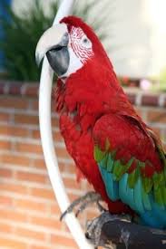 Pet Care Training Your Pet Parrot Best Pet Birds Parrot Pet Parrot
