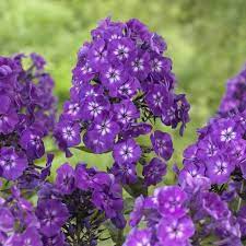 Phlox Paniculata Purple Kiss Jardineria Flores Arreglos De Mesa