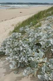 Image result for Arctotheca populifolia