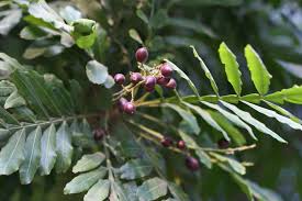 Image result for Filicium decipiens