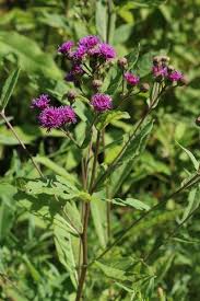 Image result for Vernonia smithiana