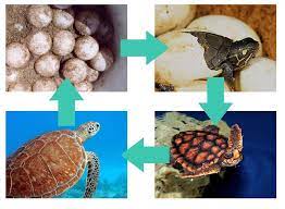 Sea Turtle Life Cycle What Do Turtles Eat