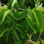 Image result for Vangueria madagascariensis