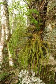 Image result for Lycopodiaceae