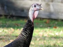 The birds, hatfield explained are just keeping their distance while deciding whether or not the extremely dead cat in question might be a threat. Amateurnithologist 2016