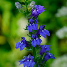Image result for Lobelia minutula