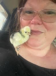 How long until pullet eggs reach full size?