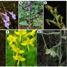 Image result for Bonatea steudneri