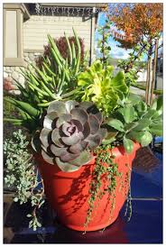 Watch as laura uses a variety of cacti and succulents to make a cute and beautiful arrangement. Waterwise Succulent Arrangement In A Container 4 Steps With Pictures Instructables