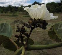 Image result for Cordia africana