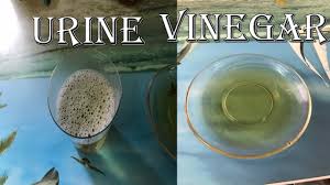 Ghim Tren Vinegar Pregnancy Test Positive Pregnancy Test At Home Vinegar Hom