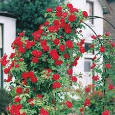 Spring Hill Nurseries Cecile Brunner Climbing Rose Live Bareroot Plant Pink Color Flowers 1 Pack 05527 The Home Depot Red Climbing Roses Climbing Roses Planting Roses