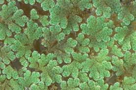 Image result for Salviniaceae