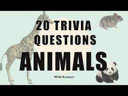 Have fun making trivia questions about swimming and swimmers. 20 Trivia Questions Animals No 1 Youtube Trivia Questions Trivia Trivia Questions And Answers