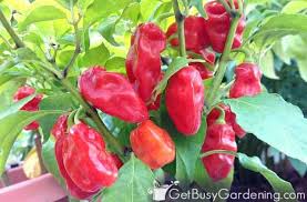 Jalapeño peppers are grown from nursery seedlings or seeds you can start indoors and then planted in the. How To Grow Peppers From Seed Complete Guide Get Busy Gardening